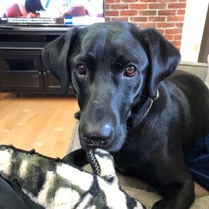 Meet your Posher, Benjamin